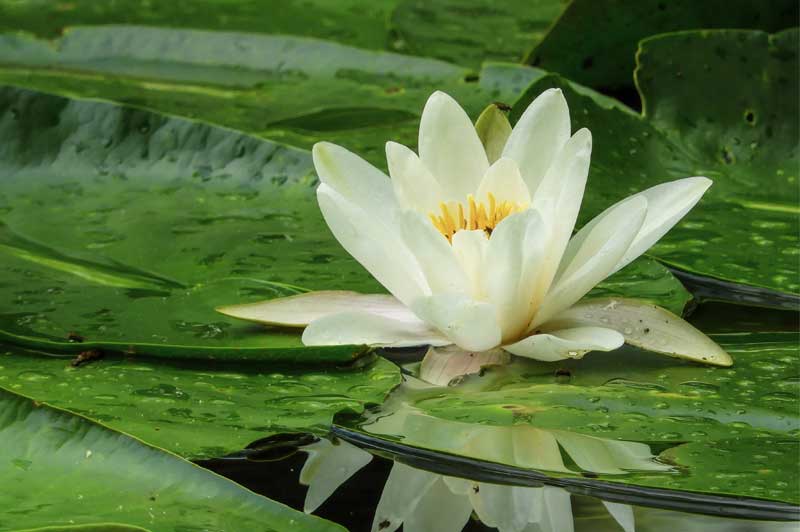 flor-de-empaquim