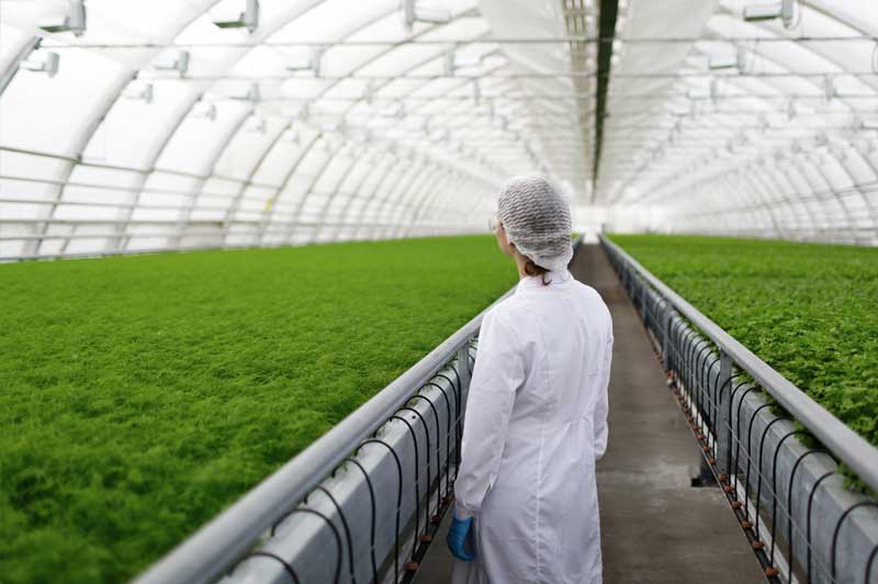 nuestro-trabajo-viver-hidroponico Vivero hidropónico